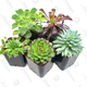Succulents (5-Pack) | $13 | Amazon Gold Box